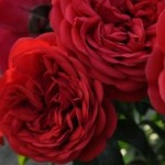 Роза ФЛОРЕНТИНА плетистая  красная до 250 см аромат слабый