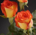 Роза Хай мейджик чайно-гибридная желтая с оранжевым до 100 см аромат слабый