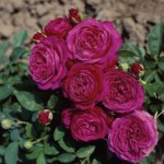 Роза Хайди Клум миниатюрная фиолетовая до 50 см аромат сильный