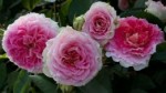 Роза Цезарь плетистая  белая с розовым до 250 см аромат сильный