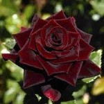 Роза Черный принц чайно-гибридная темно-бордовая до 150 см аромат сильный