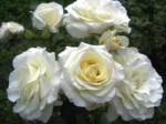 Роза Шнеевальзер Снежный вальс плетистая  белая до 400 см аромат слабый