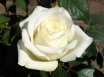 Роза Эдванс чайно-гибридная белая до 120 см аромат слабый