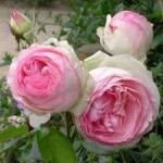 Роза Эден роуз плетистая  бело-розовая до 300 см аромат средний
