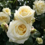 Роза Эльф плетистая  белая до 300 см аромат средний