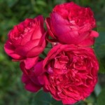 Роза Эрик Таберли плетистая  малиновая до 200 см аромат средний