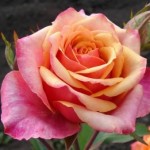 Роза Черри бренди чайно-гибридная желто-малиновая до 120 см аромат слабый