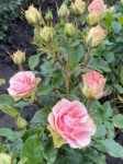 Роза Изис спрей розовая до 60 см аромат слабый