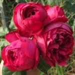 Роза Ред эден роз полуплетистая №6