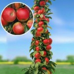 Колоновидная яблоня Арбат ОКС средний,крупные,румяно-красные,самоплодный