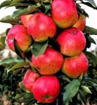 Колоновидная яблоня Валюта ОКС поздний,крупные,золотисто-красные,самоплодный