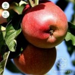 Колоновидная яблоня Джин ОКС средний,средние,ярко-красные,самоплодный