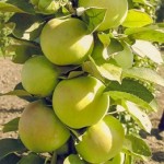 Колоновидная яблоня Идеал ОКС среднепоздний,крупные,зеленые с румянцем,самоплодный