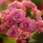 GRANGER'S ANIQUA ROSE №139 Черенок укорененный пеларгонии розебудной