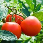 Рассада томата сорт Дубрава №0 детерминантный среднеспелый красный