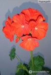 МОРКОВНЫЙ простой цветок №412 Черенок укорененный пеларгонии зональной