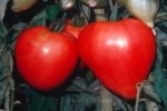 Рассада томата сорт Бычье Сердце №14