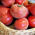10 семян томата сорт Абрикос №1 индетерминантный, среднеспелый, красный