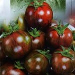 10 семян томата сорт Вернисаж черный №17 индетерминантный ,раннеспелый, черный черри