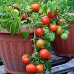 10 семян томата сорт Монгольский карлик №53 детерминантный, раннеспелый, красный