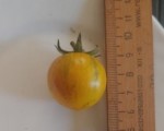 10 семян томата сорт Саншайн Блю №73 черри, желтый