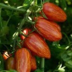 10 семян томата сорт Сладкий Касади №76 индетерминантный, среднеспелый, красный с полосами