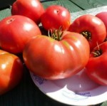 10 семян томата сорт Юсуповский Узбекский №86 индетерминантный, позднеспелый,розовокрасный