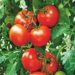 10 семян томата сорт Дар Заволжья № 135  раннеспелый, детерминантный ,красный