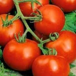 10 семян томата сорт Дачник № 136  раннеспелый, детерминантный