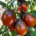 10 семян томата сорт Де Барао Черный № 139  среднеспелый, индетерминантный, сливка