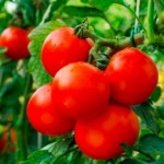 10 семян томата сорт Макс № 143  раннеспелый, детерминантный, красный