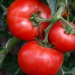 10 семян томата сорт Максимка № 144  скороспелый, детерминантный, красный