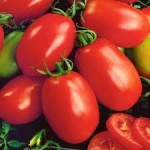 10 семян томата сорт Новичок № 146  раннеспелый, детерминантный, красный, сливка