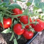 10 семян томата сорт Июльские № 157 сорт морозустойчивый, ранний, детерминантный, красный
