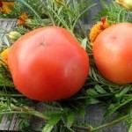 10 семян томата сорт  Отбор-94 № 158 морозустойчивый, ранний, детерминантный, красный