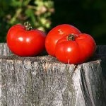 10 семян томата сорт  0-33 № 160  морозустойчивый, ранний, детерминантный, красный