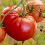 10 семян томата сорт  Сибиряк № 161  морозустойчивый,поздний,детерминантный, красный