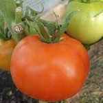 10 семян томата сорт  Супер Сараева № 163  морозустойчивый ,среднеранний, детерминантный, красный