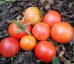10 семян томата сорт  Сараевский №1 № 164 морозустойчивый, ранний, детерминантный,красный