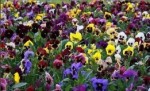 Виола рассада однолетних цветов в  кассете по 6 шт