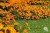 Тагетис мелкоцветковый рассада однолетних цветов в  кассете по 6 шт