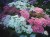 Флокс Друммонда рассада однолетних цветов в  кассете по 6 шт