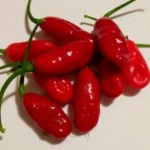 Рассада острый перец Cabaca Vermelho  №6 cтепень остроты 400000  цвет  Красный