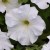 Петуния Капелла Вайт (CAPELLA White) № 1 белая  - укорененный черенок