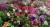 Петуния махровая рассада однолетних цветов в  кассете по 10 шт