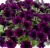 Петуния Капелла Малберри (Capella Mulberry) № 6 бордово-фиолетовая   - укорененный черенок