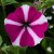 Петуния Аморе Джой (AMORE Joy) № 8 белая звезда на пурпурном фоне  - укорененный черенок