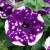 Петуния Сплеш Денс Пурпл Полька (SPLASH DANCE Purple Polka) № 17 фиолетовая в белую точку  - укорененный черенок