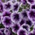 Петуния Капелла Пурпл (CAPELLA Purple) № 16 сиреневая с прожилками  - укорененный черенок