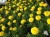 Тагетис крупноцветковый рассада однолетних цветов в  кассете по 10 шт